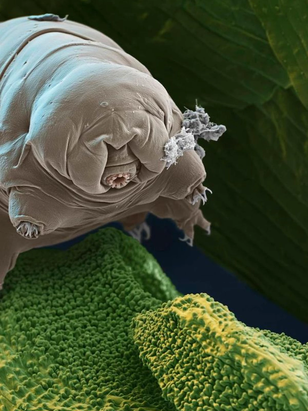 animais-com-superpoderes