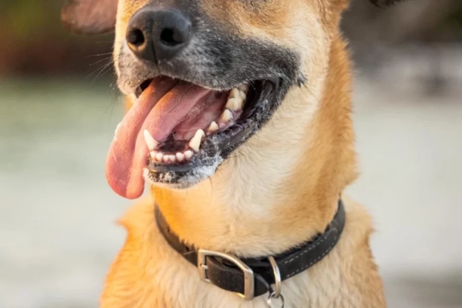 motivos-para-adotar-um-cachorro-vira-lata