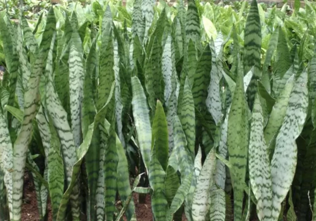 Espada-de-São-Jorge em casa