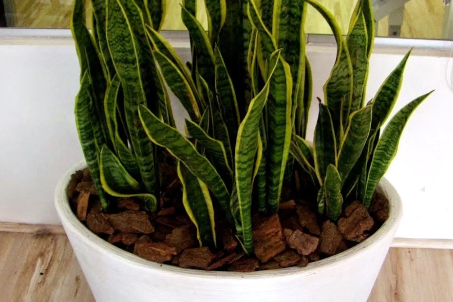 Espada-de-São-Jorge em casa