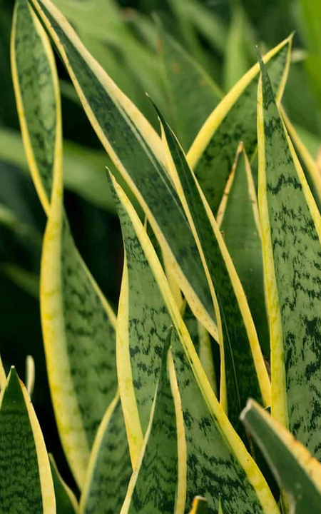 Espada-de-São-Jorge em casa