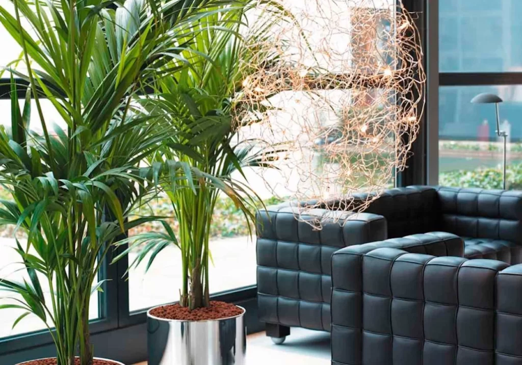planta perfeita