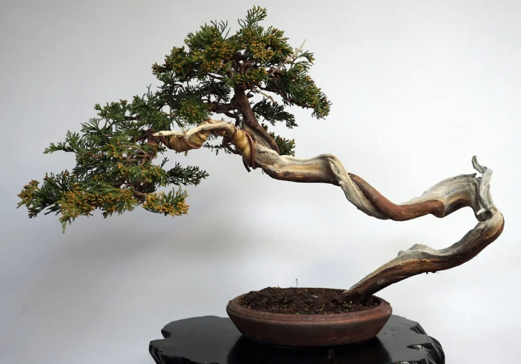 bonsai