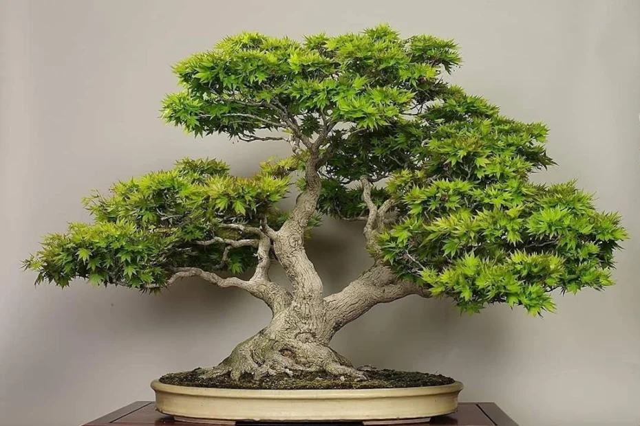 Como cuidar de bonsai