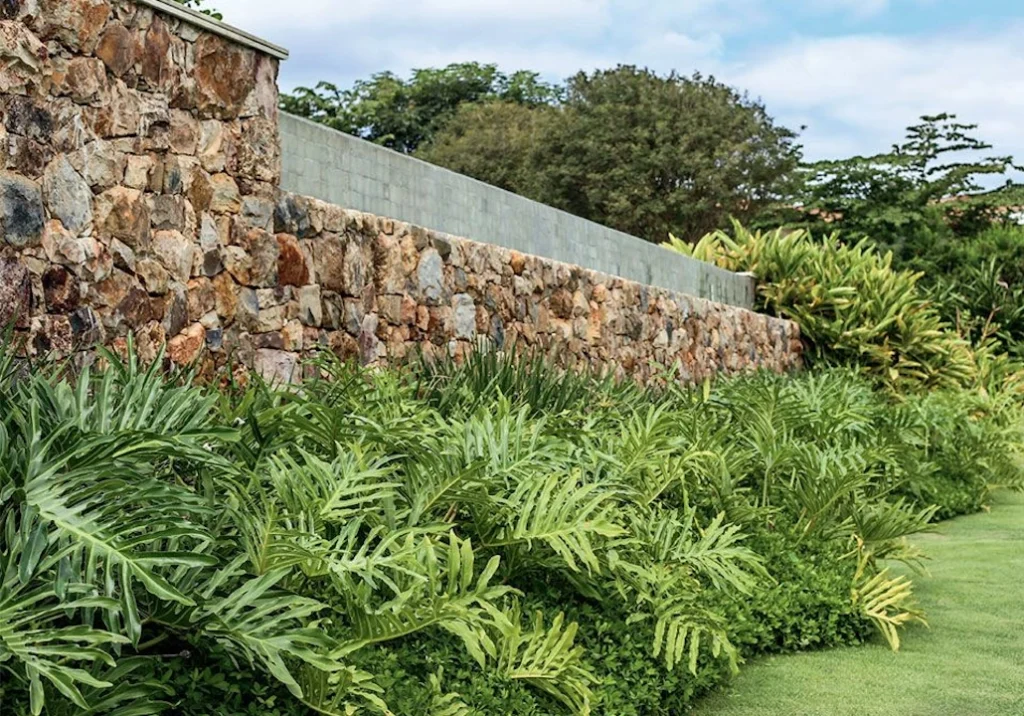 Guaimbê em jardins