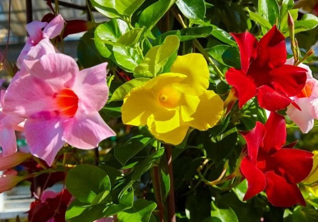 Mandevilla trepadeira