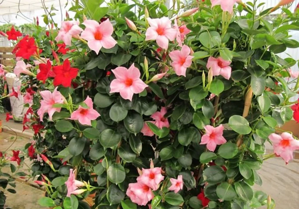 Mandevilla