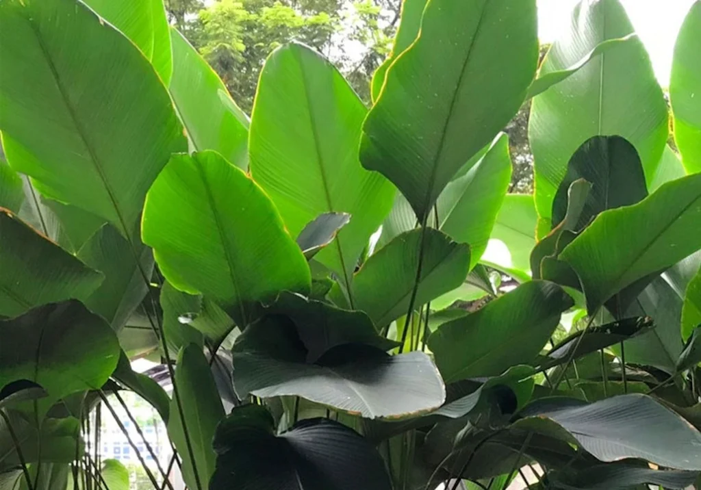 Maranta charuto