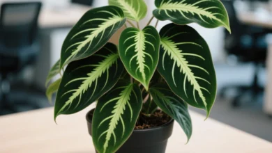 Maranta charuto conquista jardins