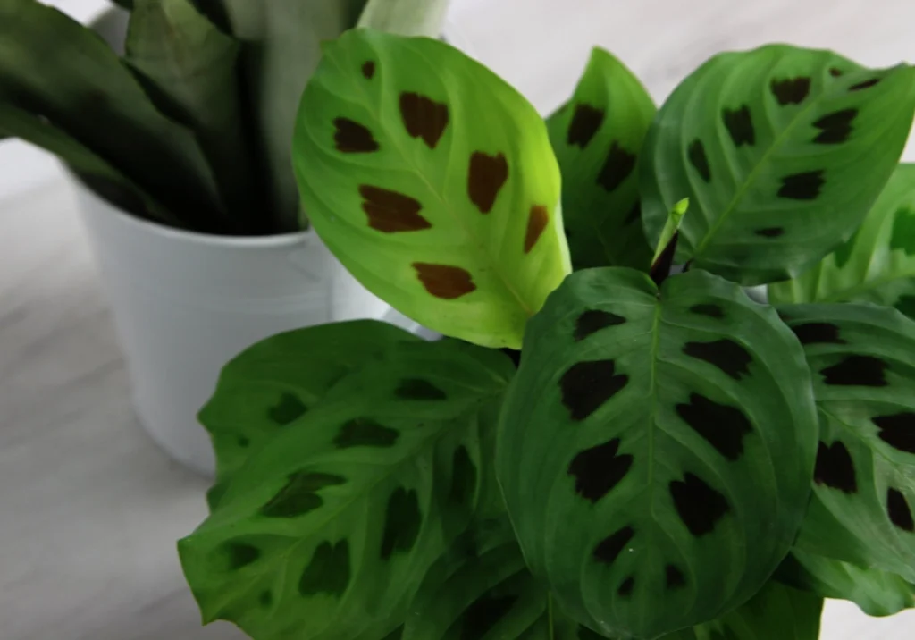 Maranta charuto planta
