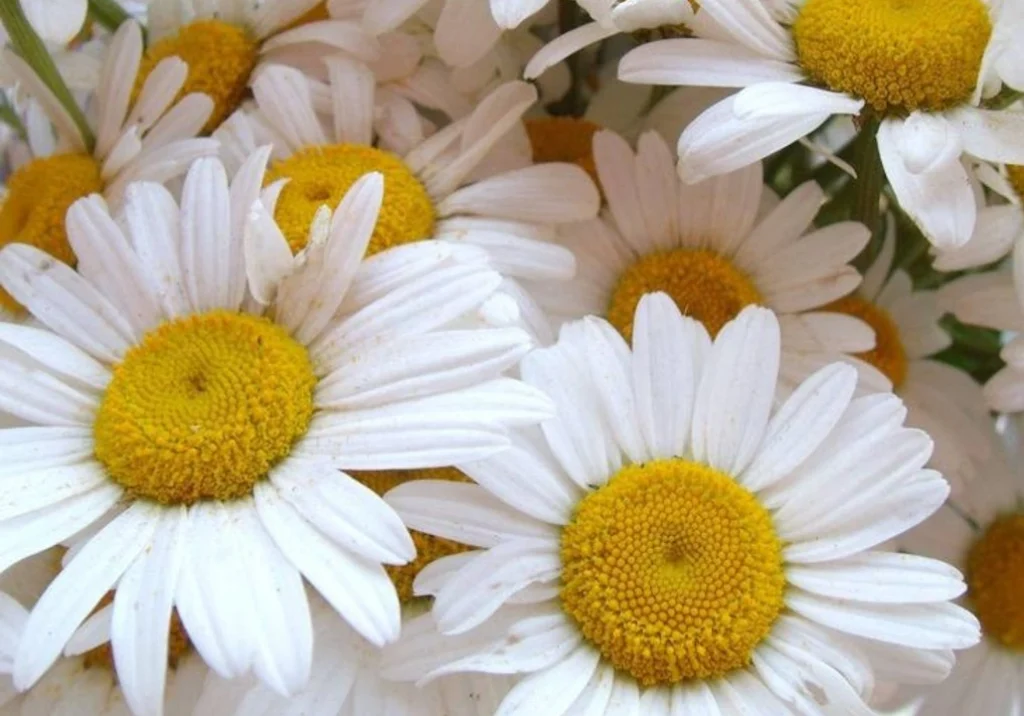 Margaridas