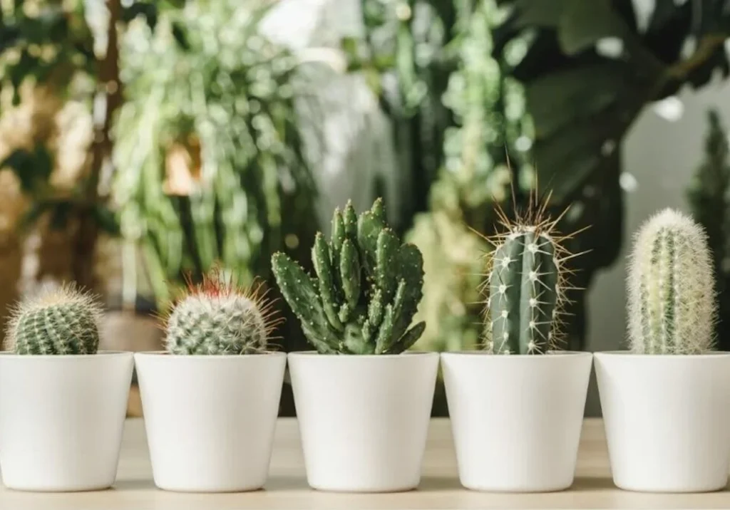 cactos