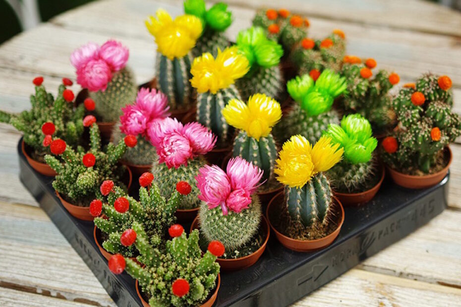 Mini cactos