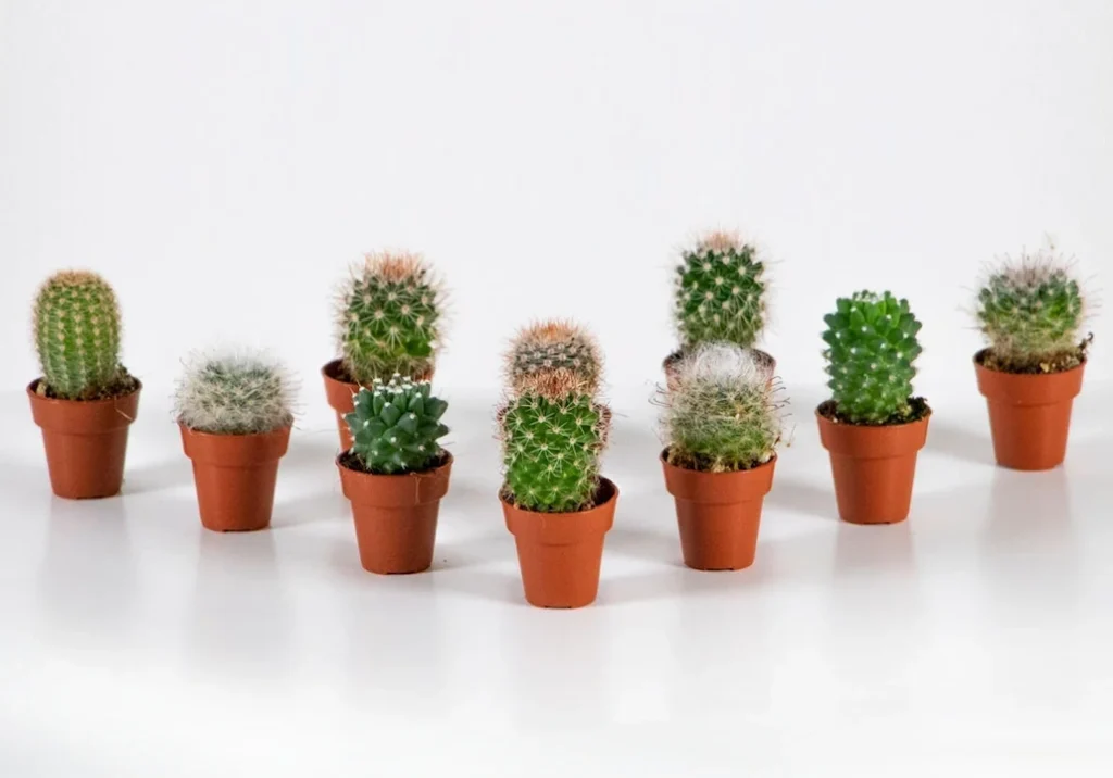 Mini cactos