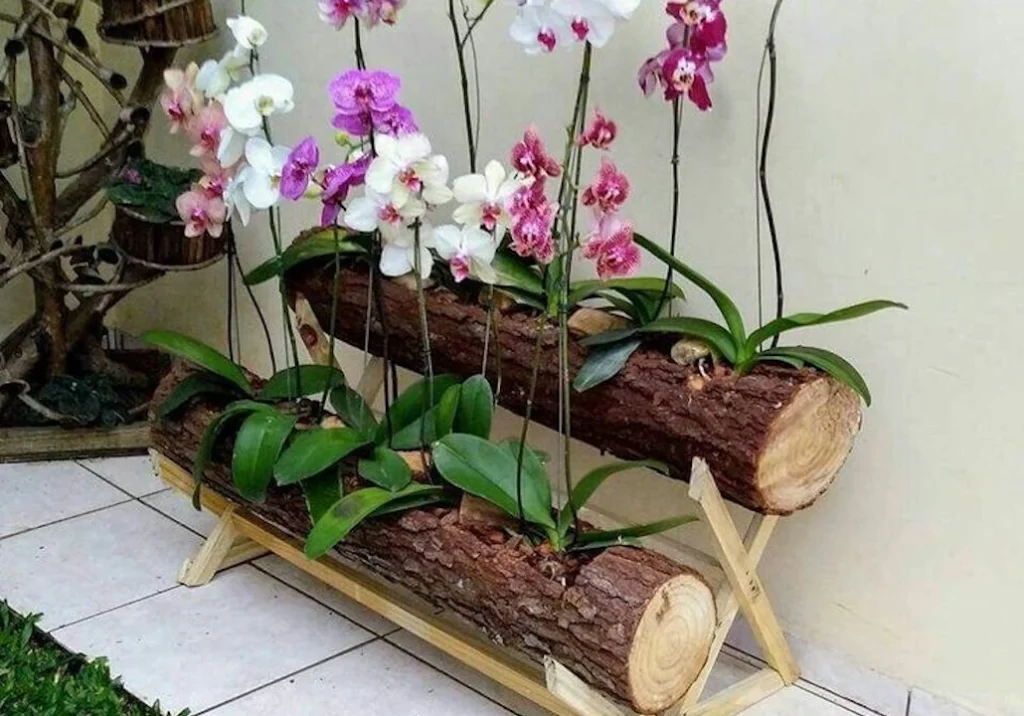 Orquídeas em casa