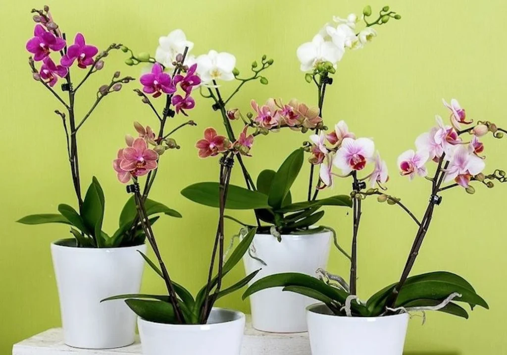 Orquídeas