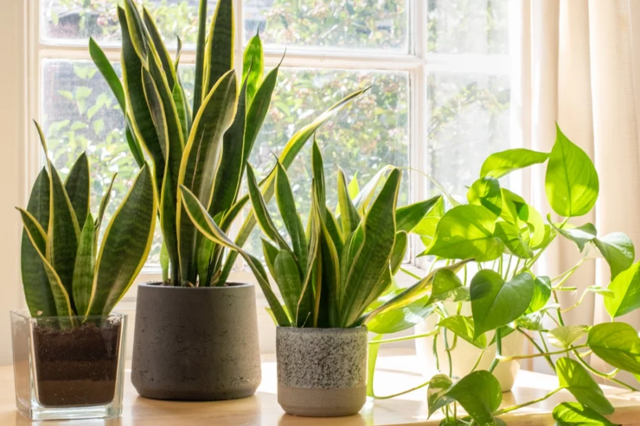Plantas que purificam o ar