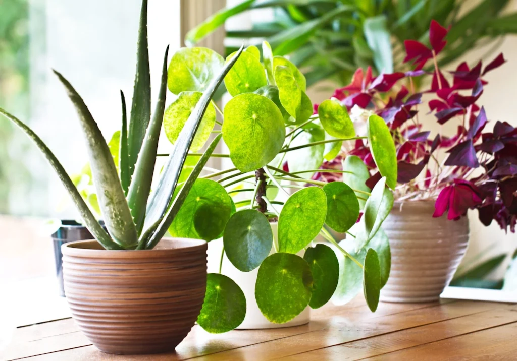 Plantas que purificam o ar