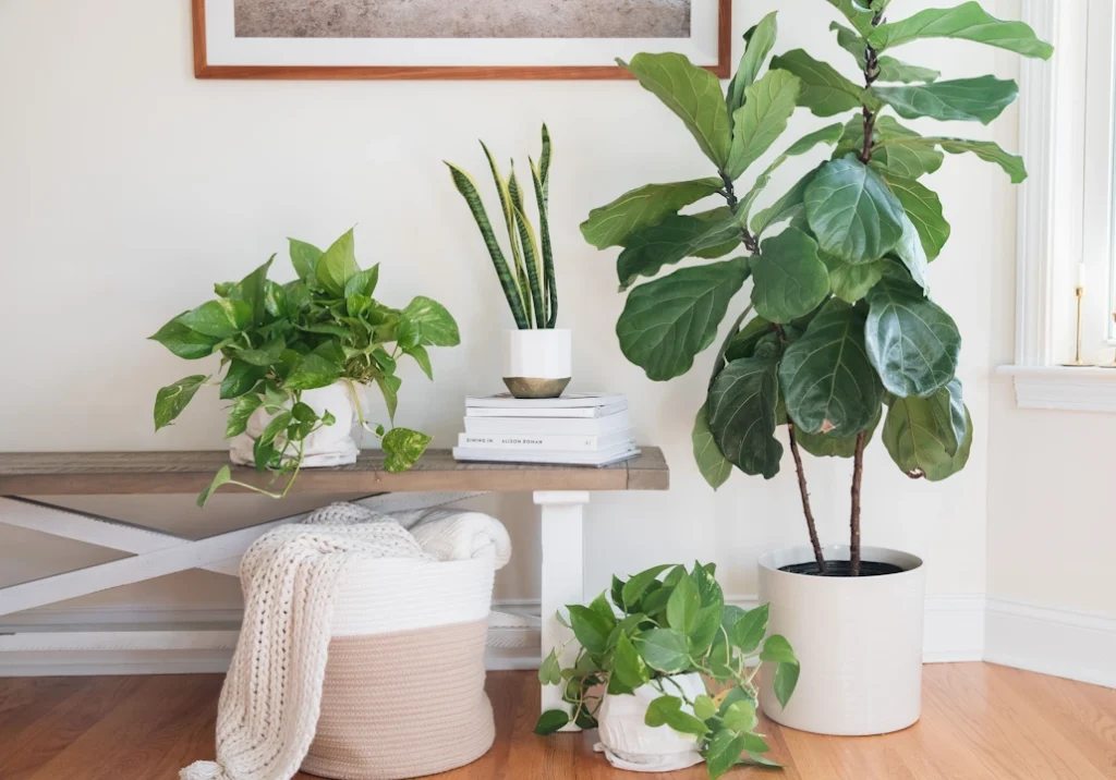 Plantas