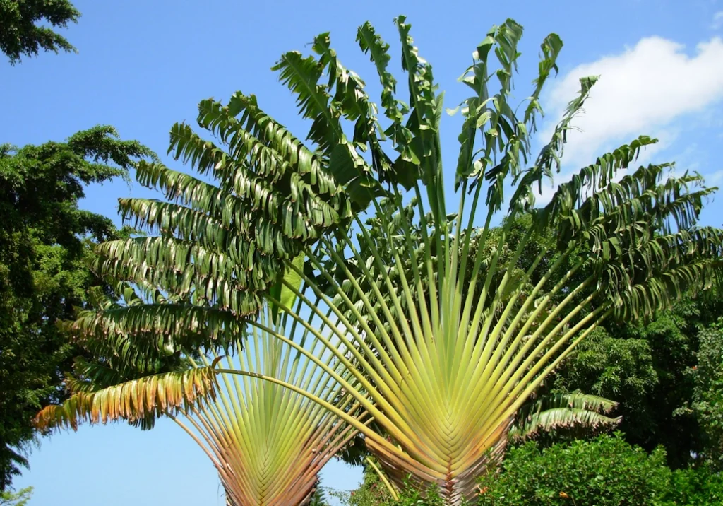 Ravenala majestosa
