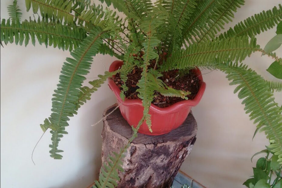 Samambaia em Vaso
