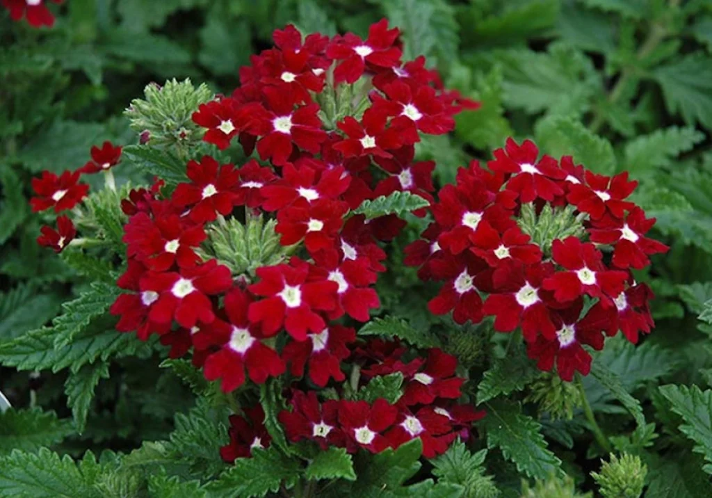 Verbena