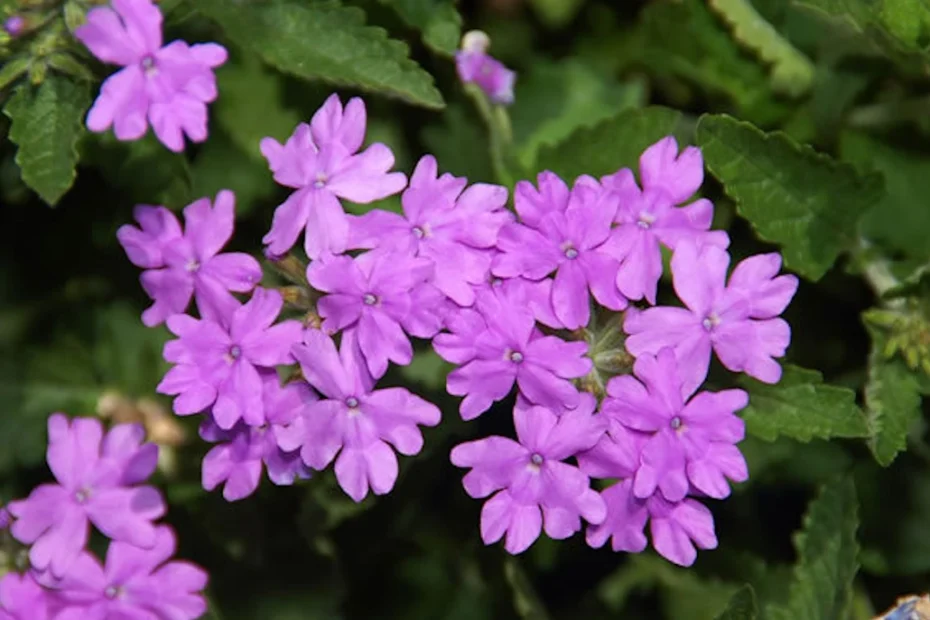 Verbena perfumada