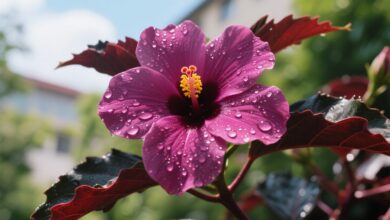 Vinagreira no jardim