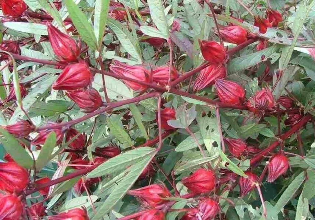 Vinagreira no jardim