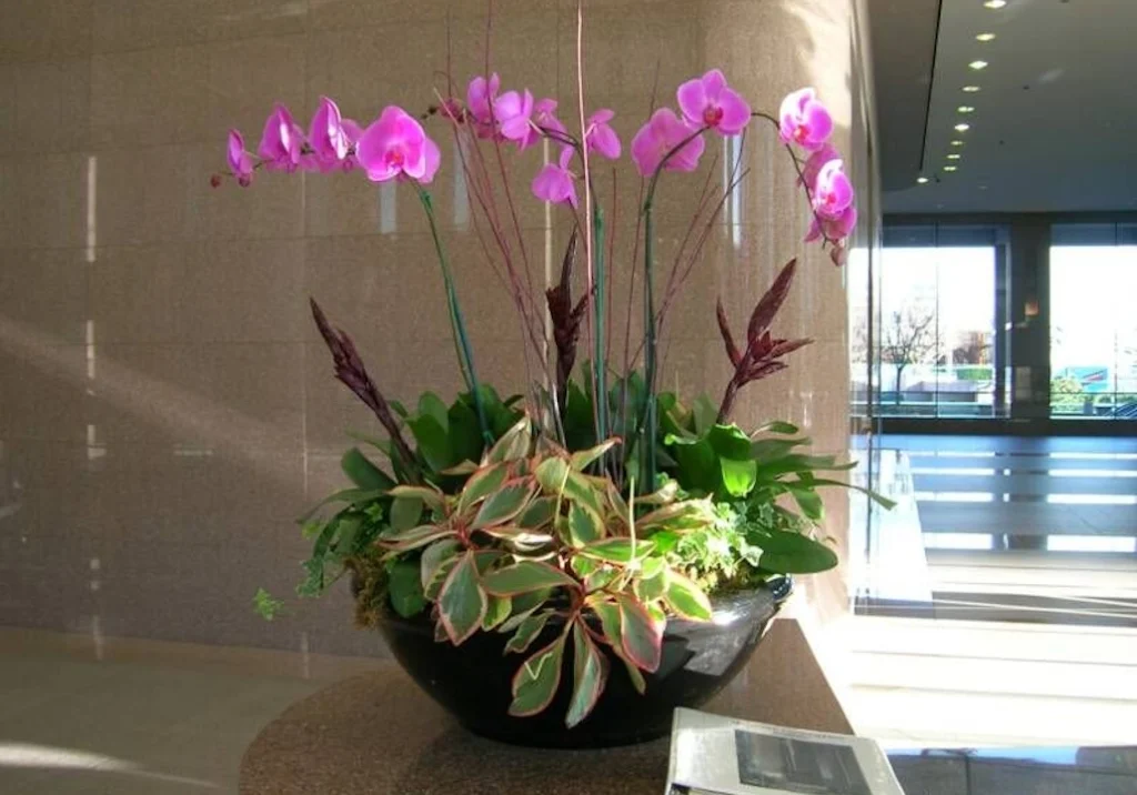 orquídeas