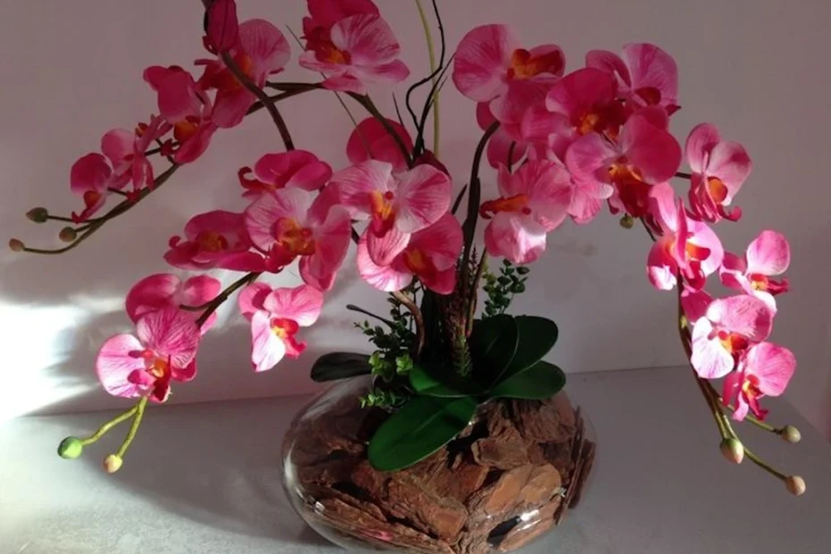 orquídeas em vasos