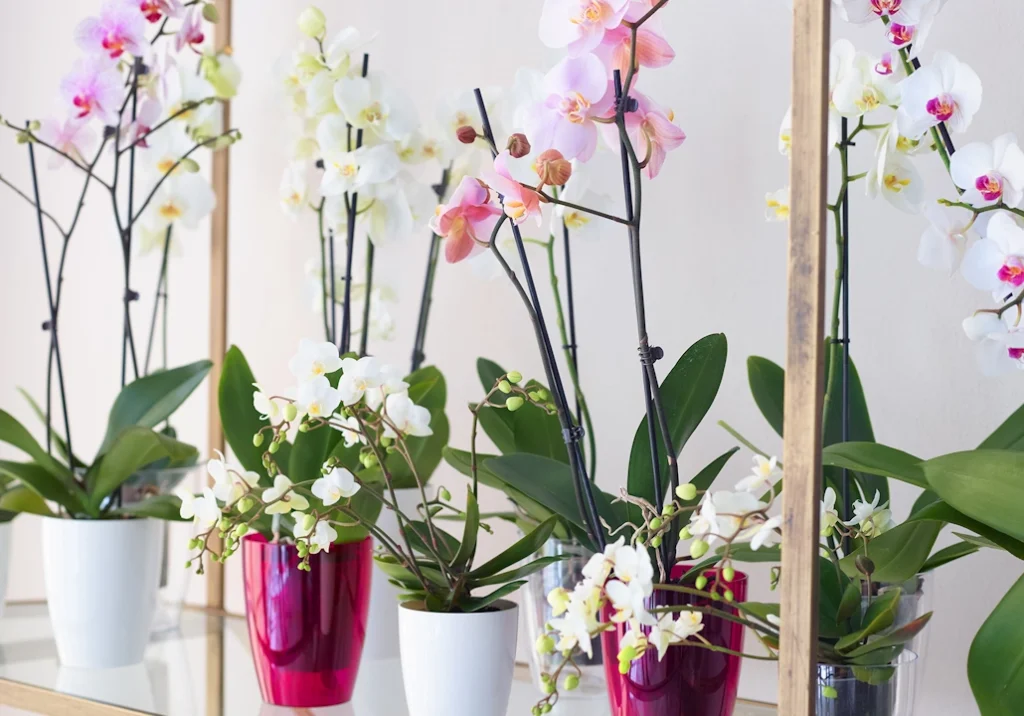 orquídeas em vasos
