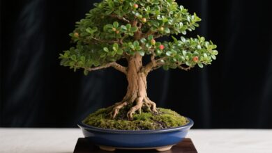 vale a pena cuidar bonsai