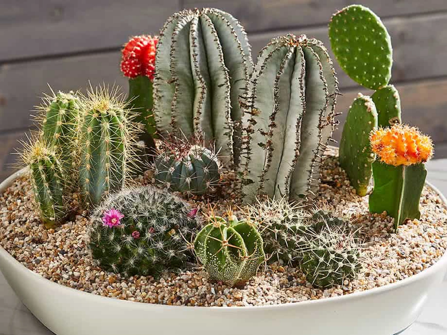 Mini cactos em vasos decorativos para ambientes internos